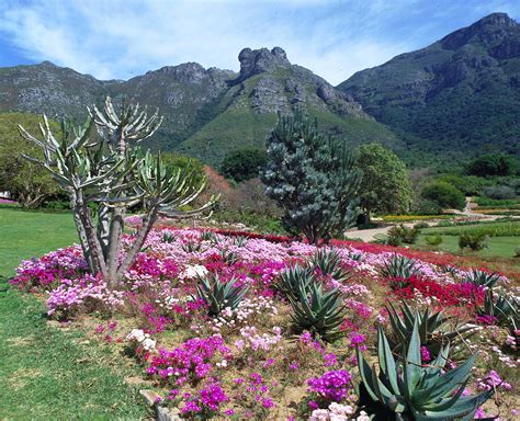 Kirstenbosch Ulusal Botanik Bahçesi Muhteşem Güller ve Aydınlatıcı Doğa Yürüyüşleri Sunuyor!